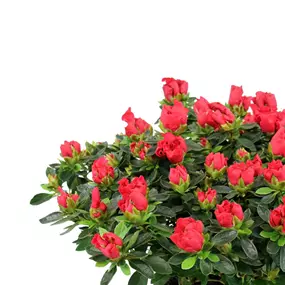 Azalee Hortinno Yankadi Scarlata