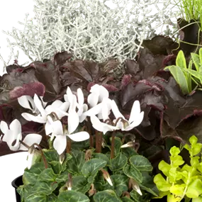 Balkonblumen-Kombinationen dreifärbig