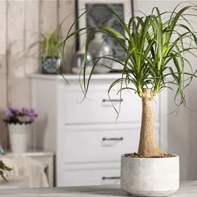 Beaucarnea beaucarnea Stamm