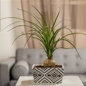 Beaucarnea recurvata Nolina