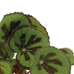 Begonia massoniana Rock
