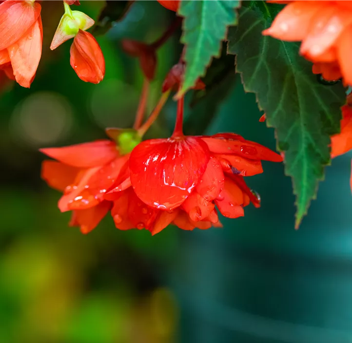 Hänge-Begonie 'Summerwings Orange'