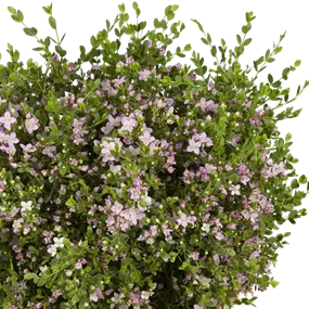 Boronia crenulata