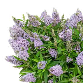Buddleja Butterfly Candy Farbmix