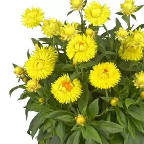 Bracteantha bracteata Granvia ®