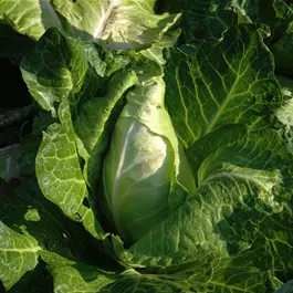 Brassica oleracea