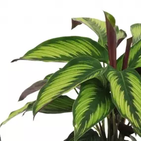 Calathea Hybride Majestic Princeps