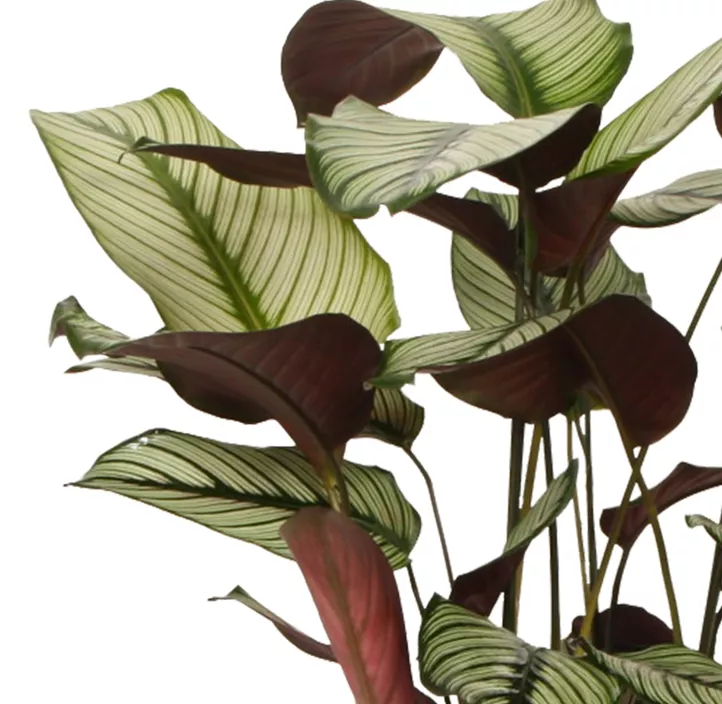 Korbmarante 'Whitestar'