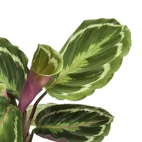 Calathea Hybriden