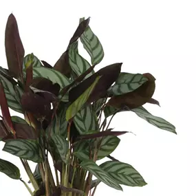 Calathea Insigne