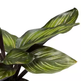 Calathea Meili
