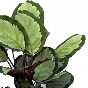 Calathea Northern Light