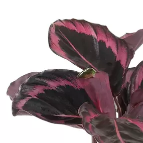 Calathea roseopicta Jessy