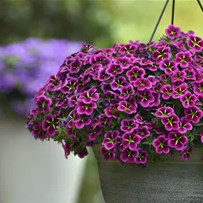 Calibrachoa cabaret Goodnight kiss