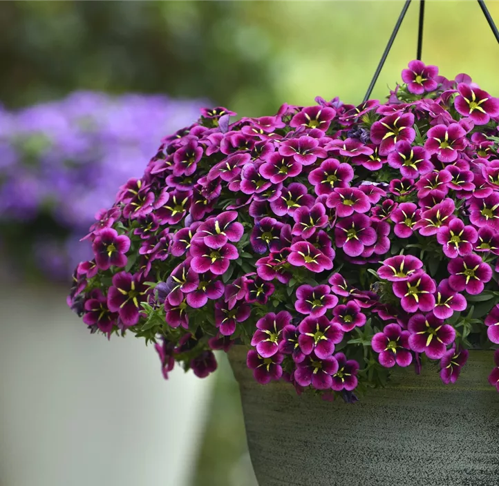 Zauberglöckchen 'Cabaret® Goodnight Kiss'