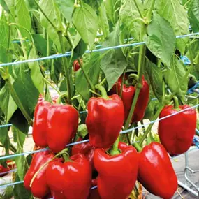 Capsicum annuum rot veredelt