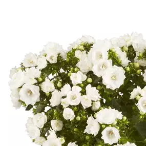 Campanula isophylla Like Mee