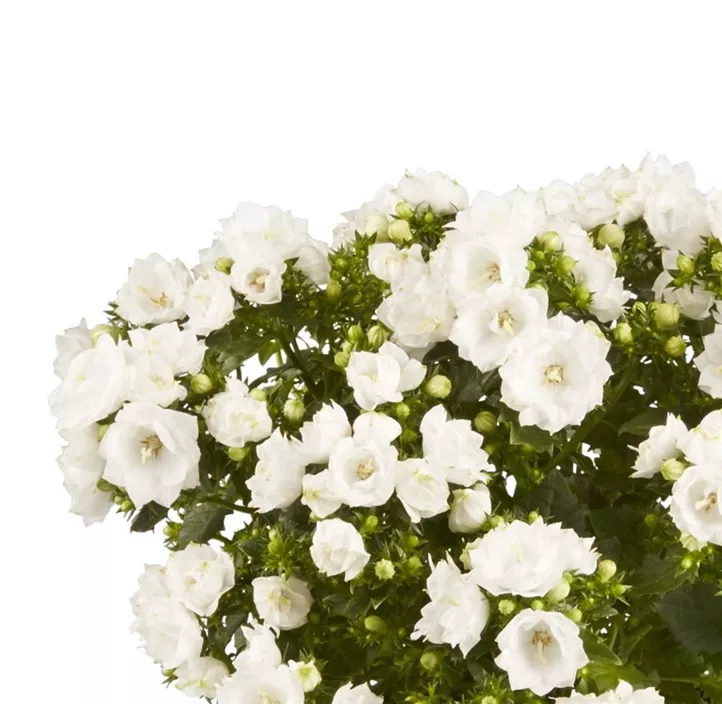 Glockenblume 'Like Mee'®