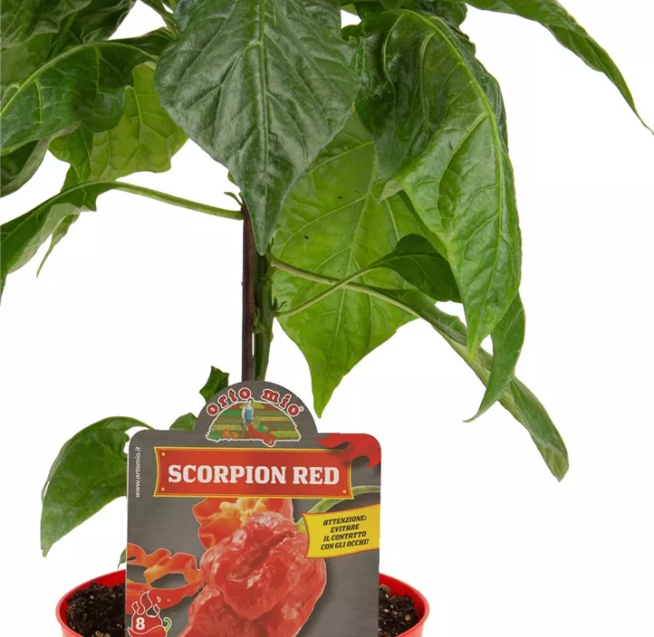 Chili 'Scorpion'