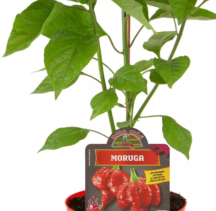 Chili roter Todes Scorpion