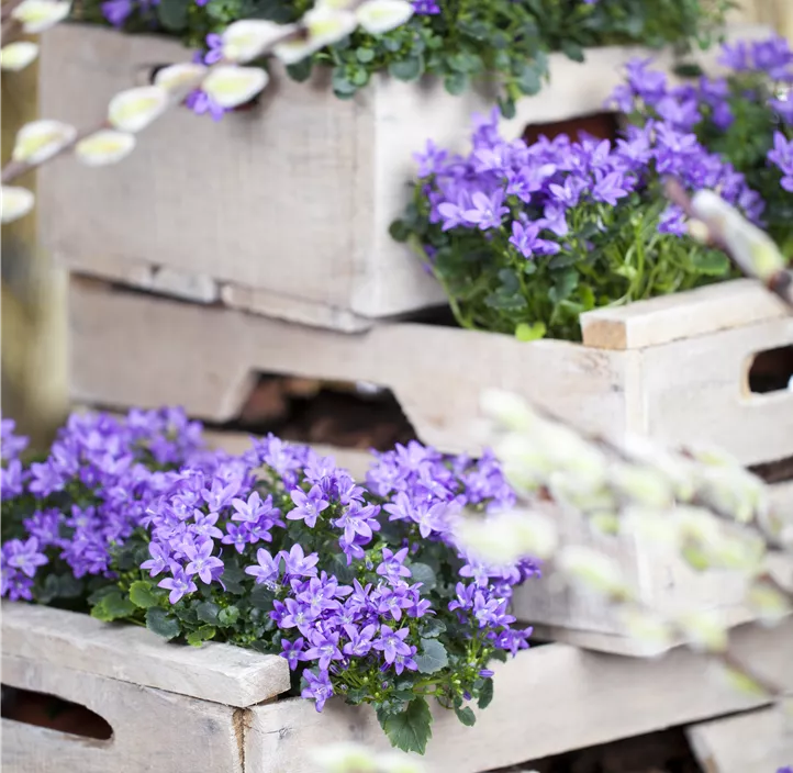 Dalmatiner Polster-Glockenblume