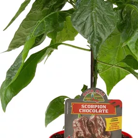Capsicum annuum Scorpion chocolate