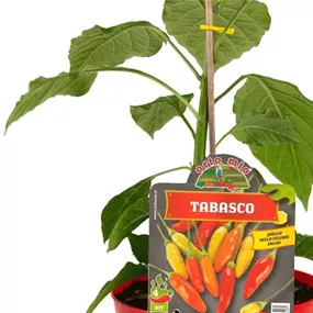 Capsicum annuum Tabasco