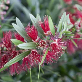 Callistemon citrinus splendens Stamm