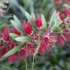 Callistemon citrinus splendens Stamm
