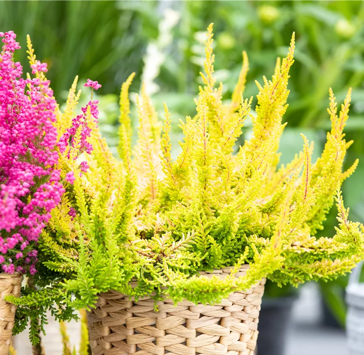 Knospenblüherheide Beauty Ladies