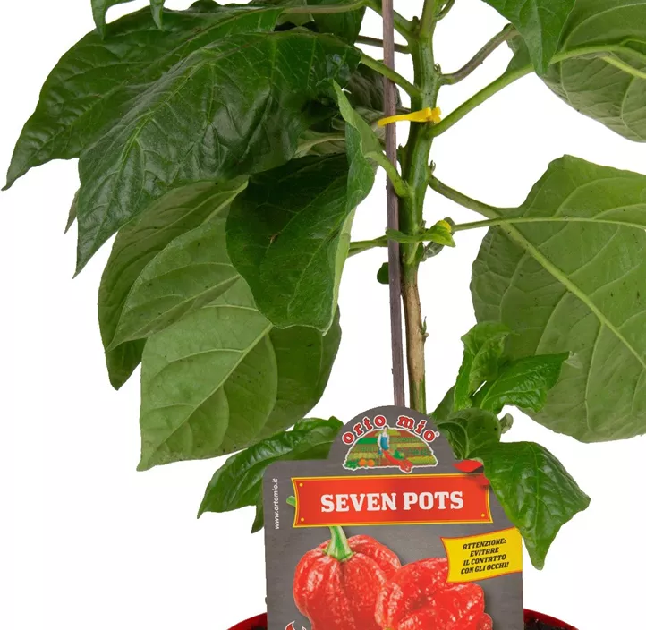 Chili 7 Pots