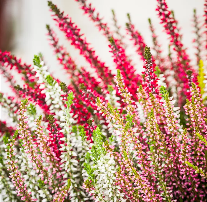 Beseneide 'Candy Fluffy'