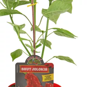 Capsicum annuum Bhut Jolokia