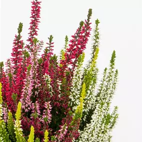 Calluna vugaris Beauty Ladies High Five