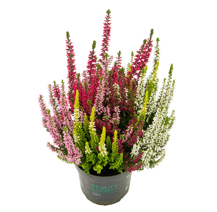 Knospenblüherheide Beauty Ladies® 'High Five'