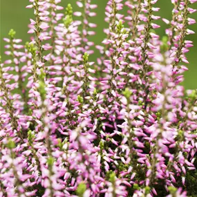 Calluna vulgaris Beauty Ladies Beauty Belle
