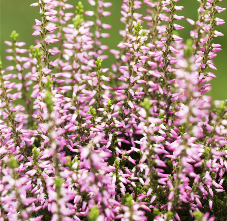 Knospenblüherheide Beauty Ladies® 'Beauty Belle'