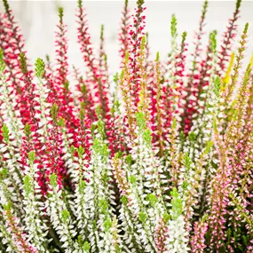 Calluna vulgaris Beauty Ladies High Five Schale