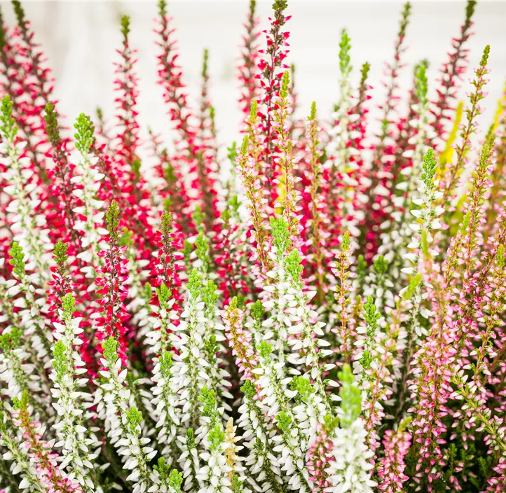 Knospenheide Beauty Ladies® 'High Five' Schale