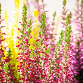 Calluna vulgaris Beauty Ladies High Five Schale