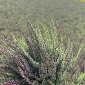 Calluna vulgaris Beauty Ladies Mint Berry