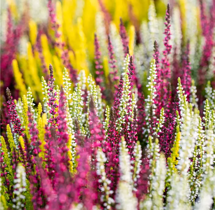 Knospenheide Beauty Ladies Mosaica