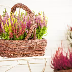 Calluna vulgaris Beauty Ladies Mosaica