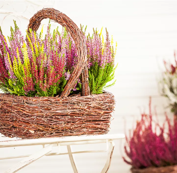 Knospenheide Beauty Ladies Mosaica