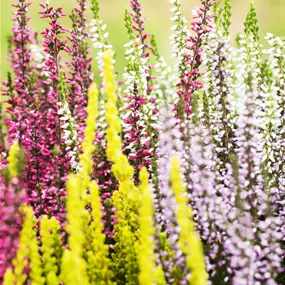 Calluna vulgaris Beauty Ladies Mosaica Kasten