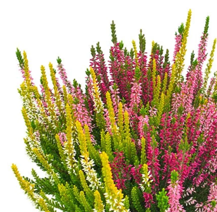 Knospenblüherheide Beauty Ladies® 