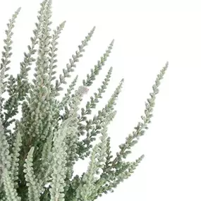 Calluna vulgaris Garden Girls Fluffy