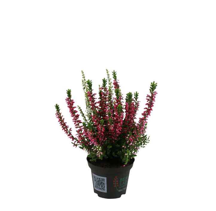 Winterharte Knospenheide Gardengirls® Mini