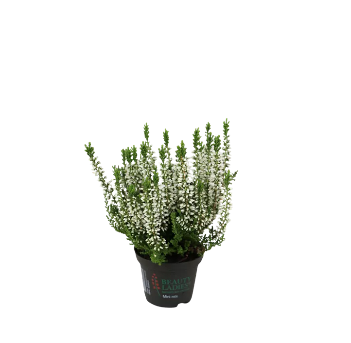 Winterharte Knospenheide Gardengirls® Mini