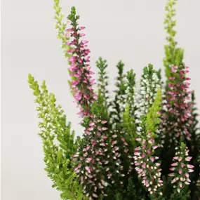 Calluna vulgaris Garden Girls Mini